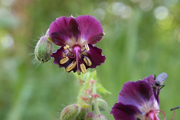 pakost hnedočervený Geranium phaeum L.