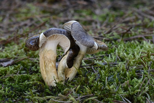 šťavnačka mrazová Hygrophorus hypothejus (Fr.) Fr.