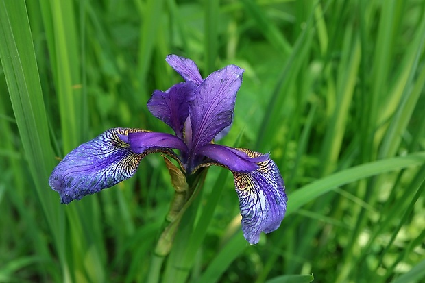 kosatec sibírsky Iris sibirica L.