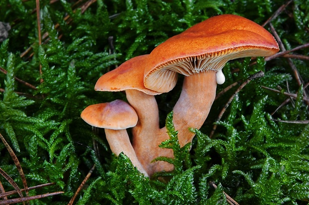 rýdzik pomarančový Lactarius aurantiacus (Pers.) Gray