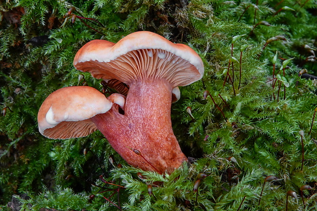 rýdzik hrdzavý Lactarius fulvissimus Romagn.