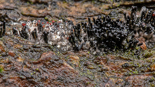 eutypelka Peroneutypa scoparia (Schwein.) Carmarán & A.I. Romero