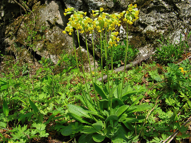 prvosienka vyššia tatranská Primula elatior subsp. tatrensis (Domin) Soó