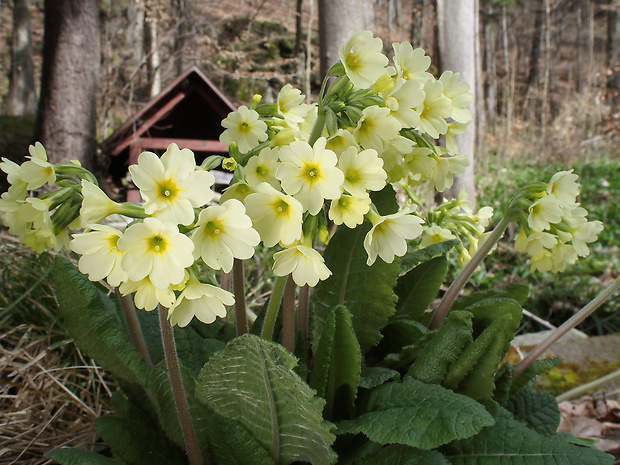 prvosienka vyššia Primula elatior (L.) L.