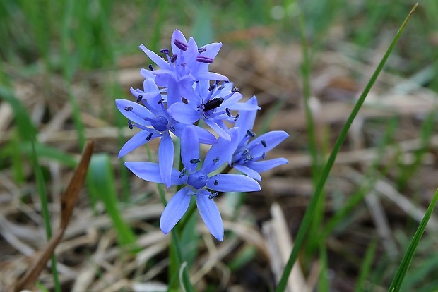 scila karpatská Scilla kladnii Schur