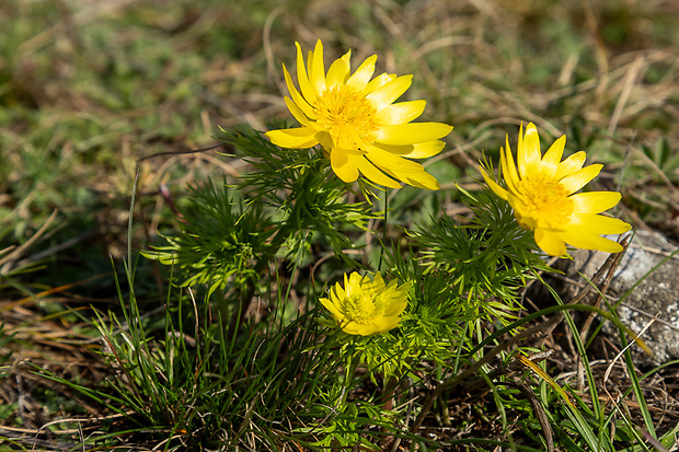 hlaváčik jarný Adonis vernalis L.