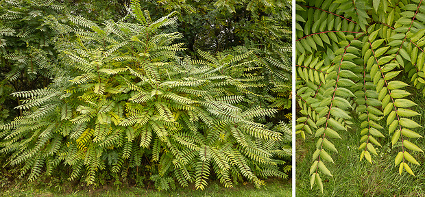 pajaseň žliazkatý Ailanthus altissima (Mill.) Swingle