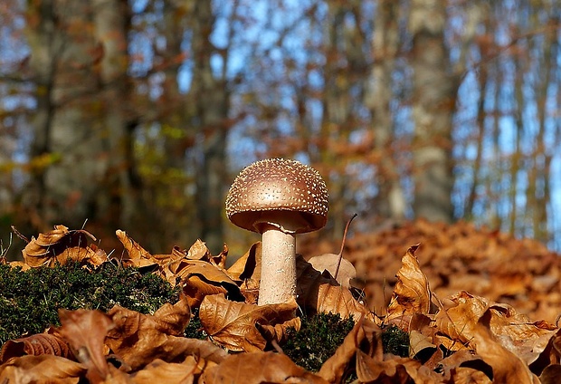 muchotrávka červenkastá Amanita rubescens Pers.