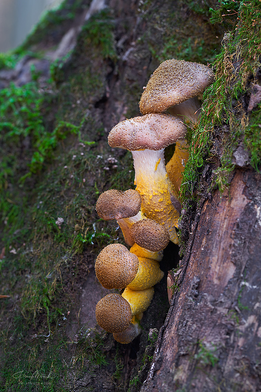 podpňovka žltá Armillaria gallica Marxm. & Romagn.