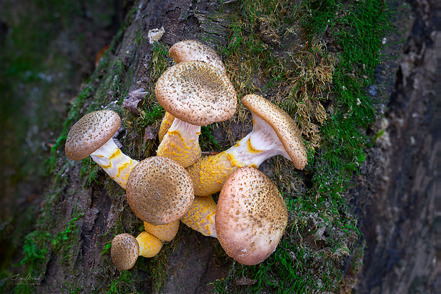 podpňovka žltá Armillaria gallica Marxm. & Romagn.