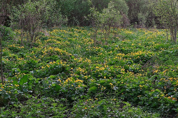 záružlie močiarne Caltha palustris L.