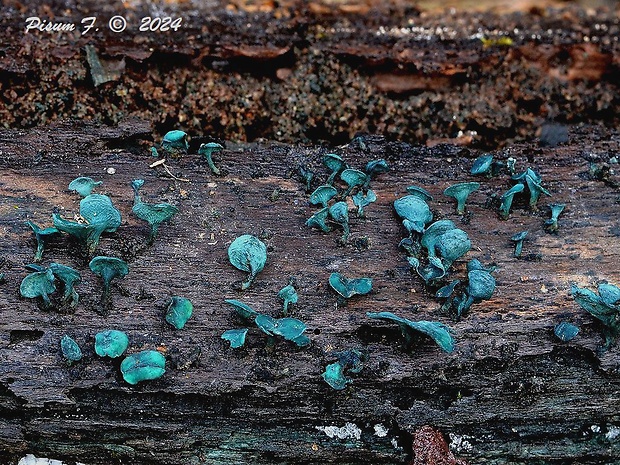 zelenica Chlorociboria sp.