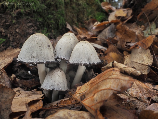 hnojník atramentový Coprinopsis atramentaria (Bull.) Redhead, Vilgalys & Moncalvo