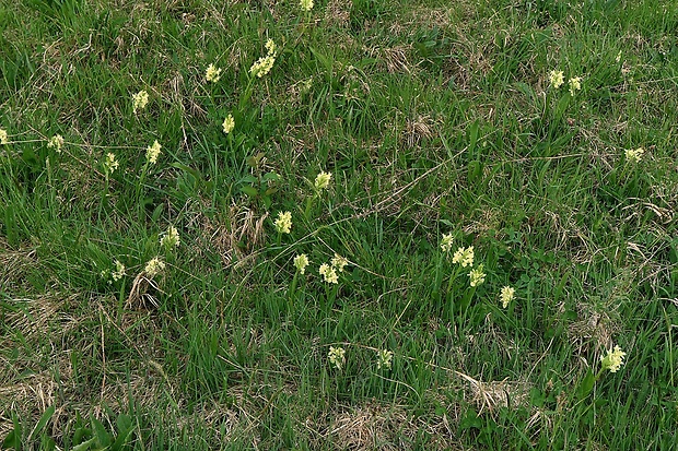 vstavačovec bazový Dactylorhiza sambucina (L.) Soó