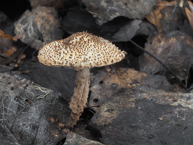 bedlička ježatá Echinoderma echinaceum (J.E. Lange) Bon