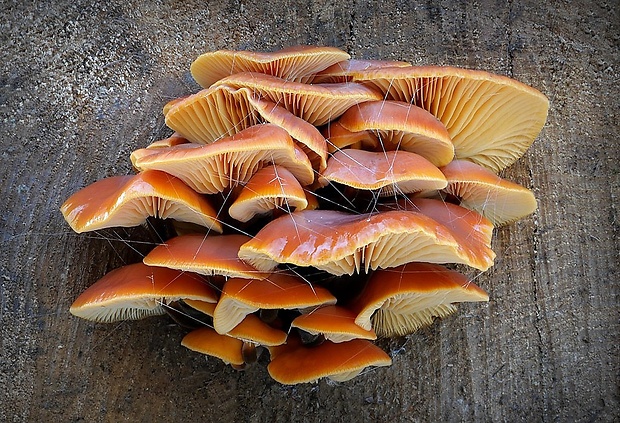 plamienka Flammulina sp.