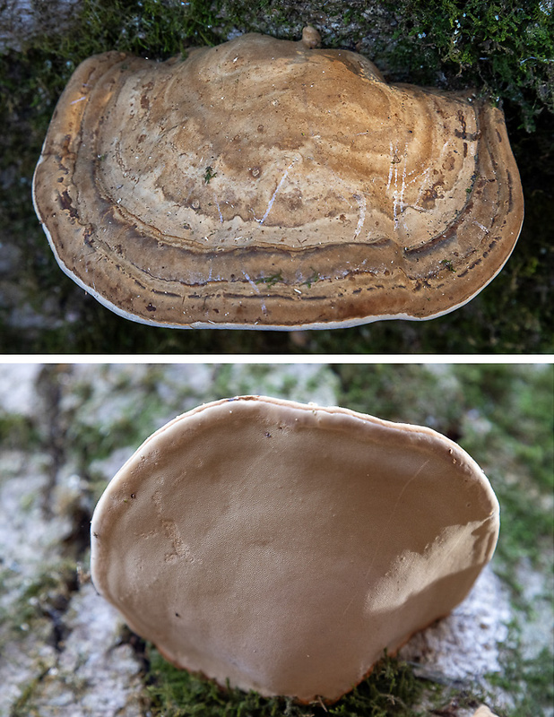 lesklokôrovka plochá Ganoderma applanatum (Pers.) Pat.