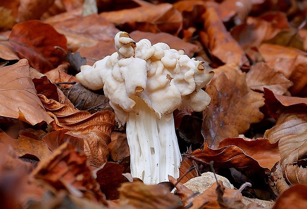 chriapač kučeravý Helvella crispa (Scop.) Fr.