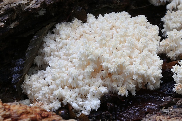 koralovec bukový Hericium coralloides (Scop.) Pers.