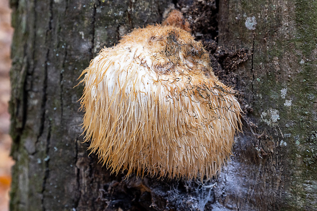 koralovec ježovitý Hericium erinaceus (Bull.) Pers.