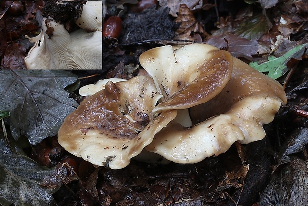 lastúrka lopatkovitá Hohenbuehelia petaloides (Bull.) Schulzer