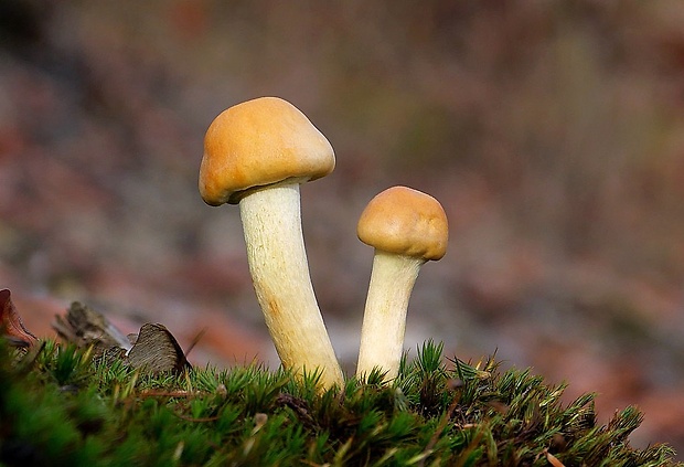 strapcovka zväzkovitá Hypholoma fasciculare (Huds.) P. Kumm.