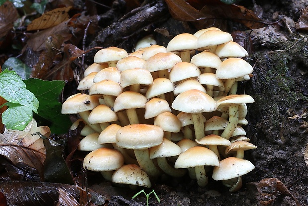 strapcovka zväzkovitá Hypholoma fasciculare (Huds.) P. Kumm.