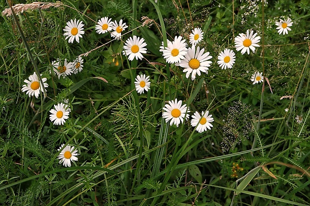 margaréta biela Leucanthemum vulgare Lam.