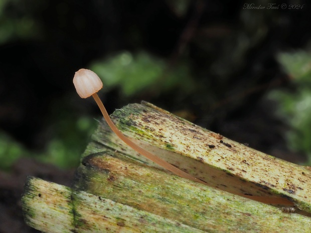 prilbička papradinová Mycena pterigena (Fr.) P. Kumm.