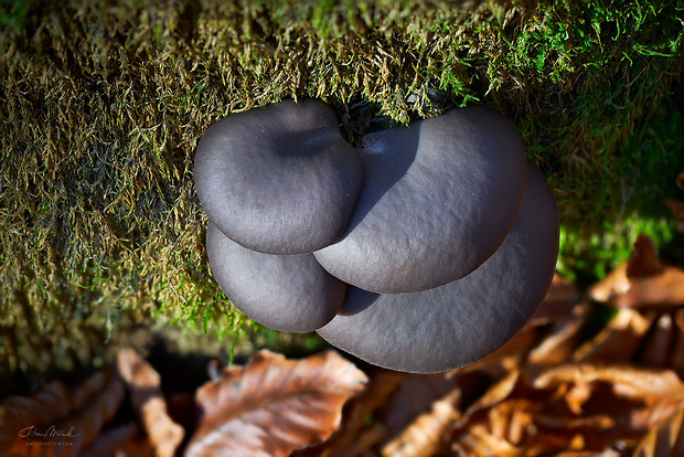 hliva ustricovitá Pleurotus ostreatus (Jacq.) P. Kumm.