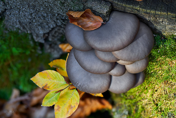 hliva ustricovitá Pleurotus ostreatus (Jacq.) P. Kumm.