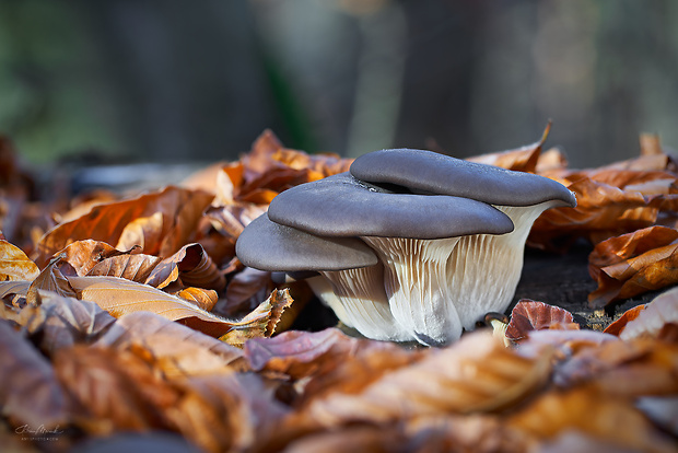 hliva ustricovitá Pleurotus ostreatus