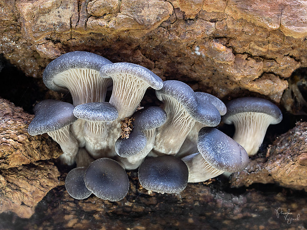 hliva ustricovitá Pleurotus ostreatus (Jacq.) P. Kumm.