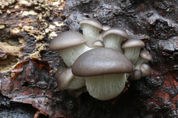 hliva buková Pleurotus pulmonarius (Fr.) Quél.