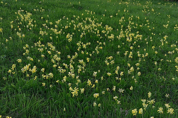 prvosienka jarná Primula veris L.