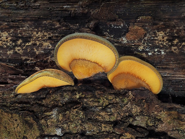 pňovka neskorá Sarcomyxa serotina (Pers.) P. Karst.