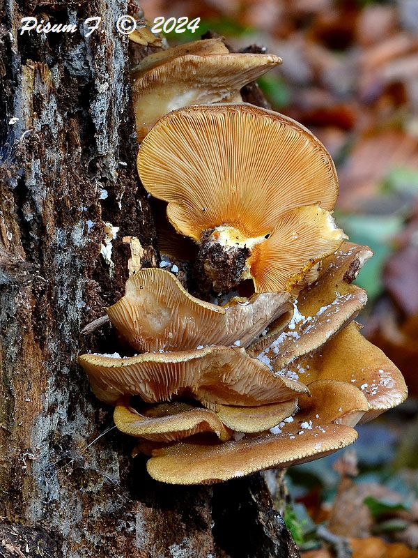 pňovka neskorá Sarcomyxa serotina (Pers.) P. Karst.