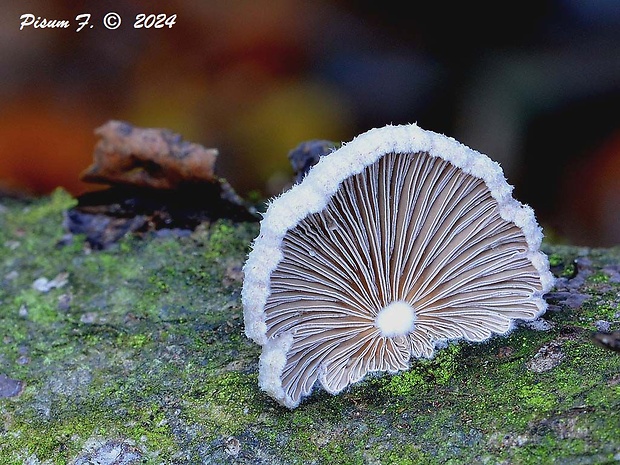 klanolupeňovka obyčajná Schizophyllum commune Fr.