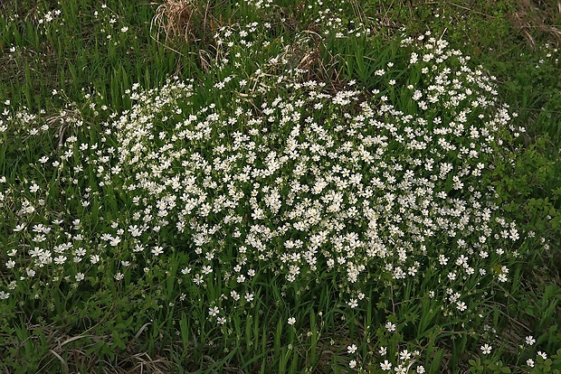 hviezdica veľkokvetá Stellaria holostea L.