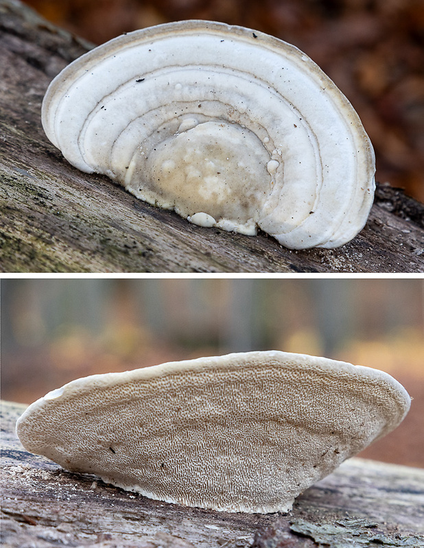 trúdnikovec hrbatý Trametes gibbosa (Pers.) Fr.