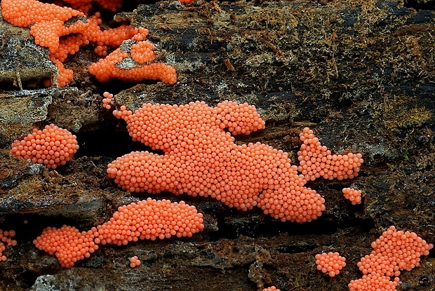 vlasnačka Trichia sp.