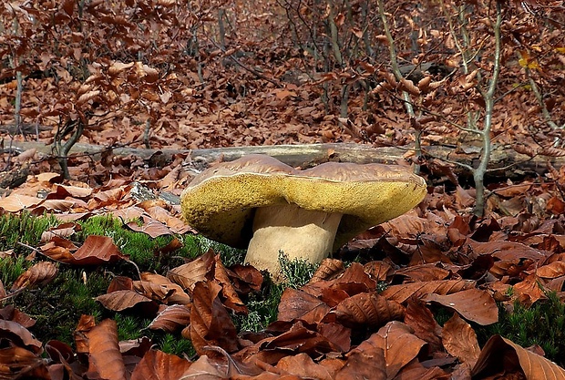 hríb smrekový Boletus edulis Bull.