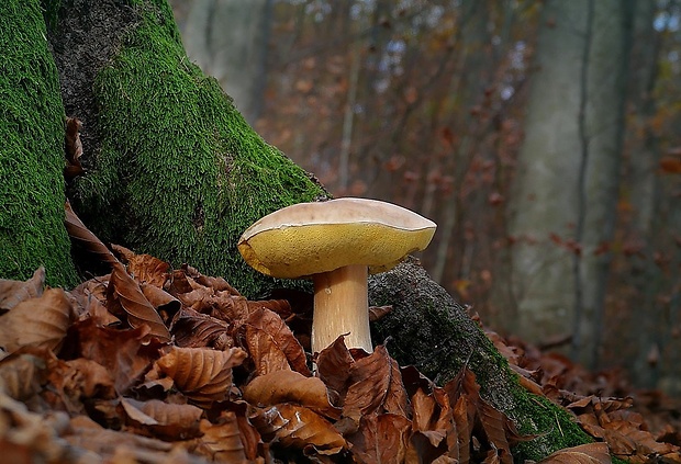 hríb smrekový Boletus edulis Bull.