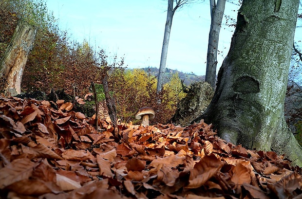 hríb smrekový - biotop Boletus edulis Bull.