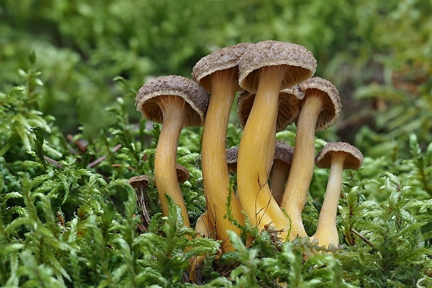 kuriatko lievikovité Craterellus tubaeformis (Fr.) Quél.