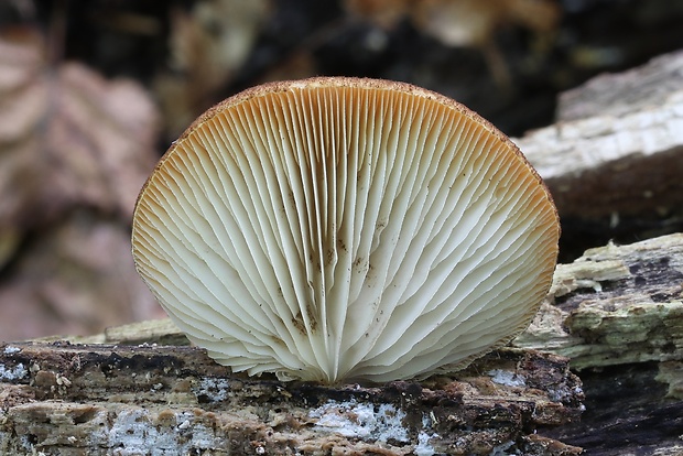 pahliva šafranová Crepidotus crocophyllus (Berk.) Sacc.