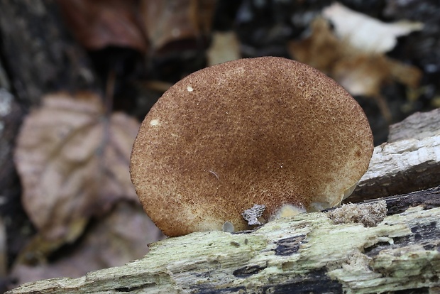 pahliva šafranová Crepidotus crocophyllus (Berk.) Sacc.