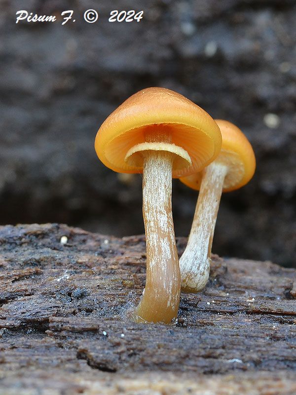 kapucňovka okrovohnedastá Galerina marginata (Batsch) Kühner