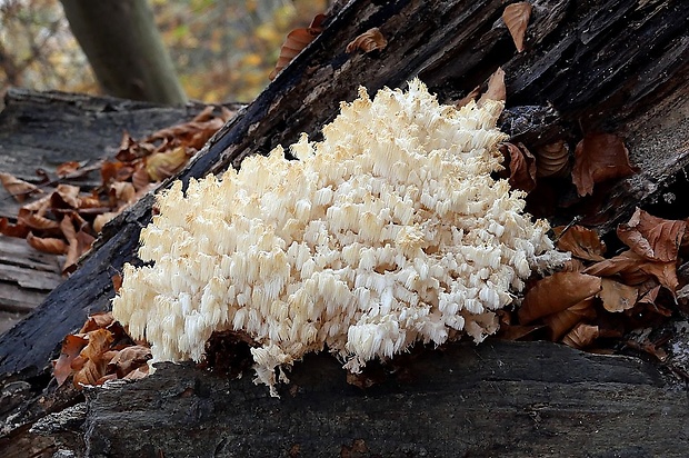 koralovec bukový Hericium coralloides (Scop.) Pers.