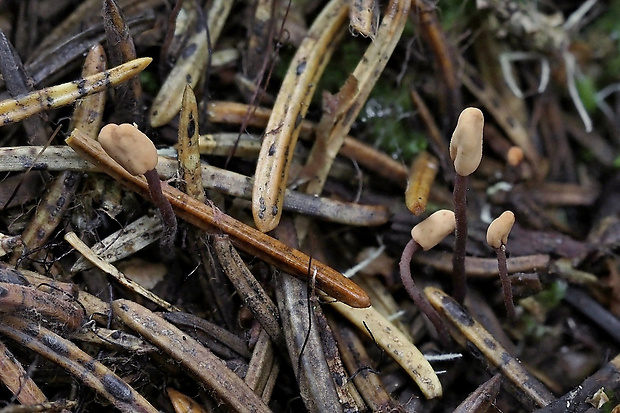 čiapočka ihličková Heyderia cucullata (Batsch) Bacyk & Van Vooren